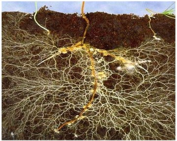 306-foto-mycorrhiza-1602014697.jpg